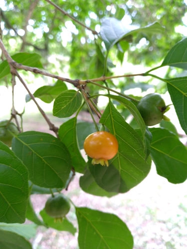 Campomanesia xanthocarpa var. littoralis