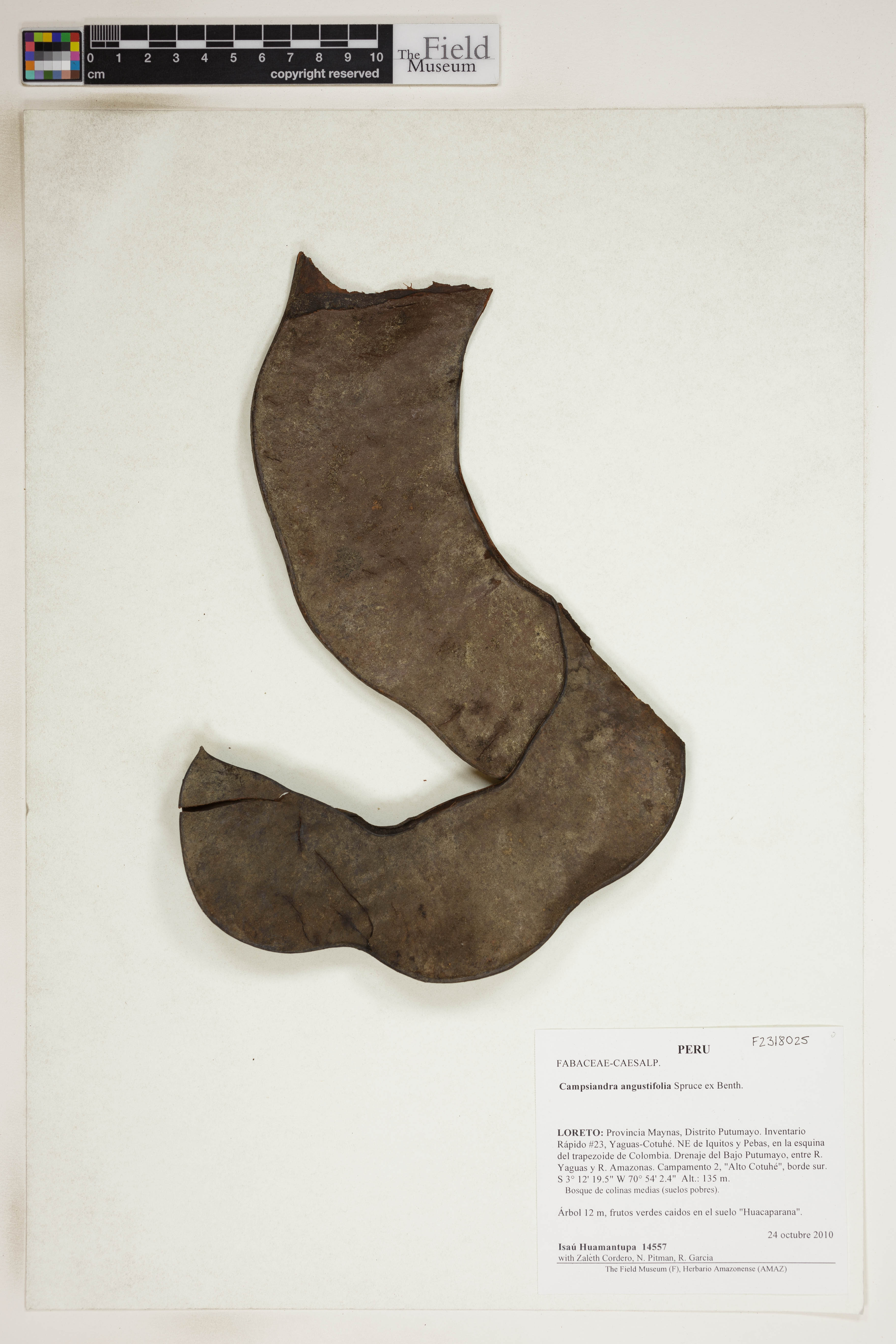 Campsiandra angustifolia (Narrow leaf campsiandra) — photo