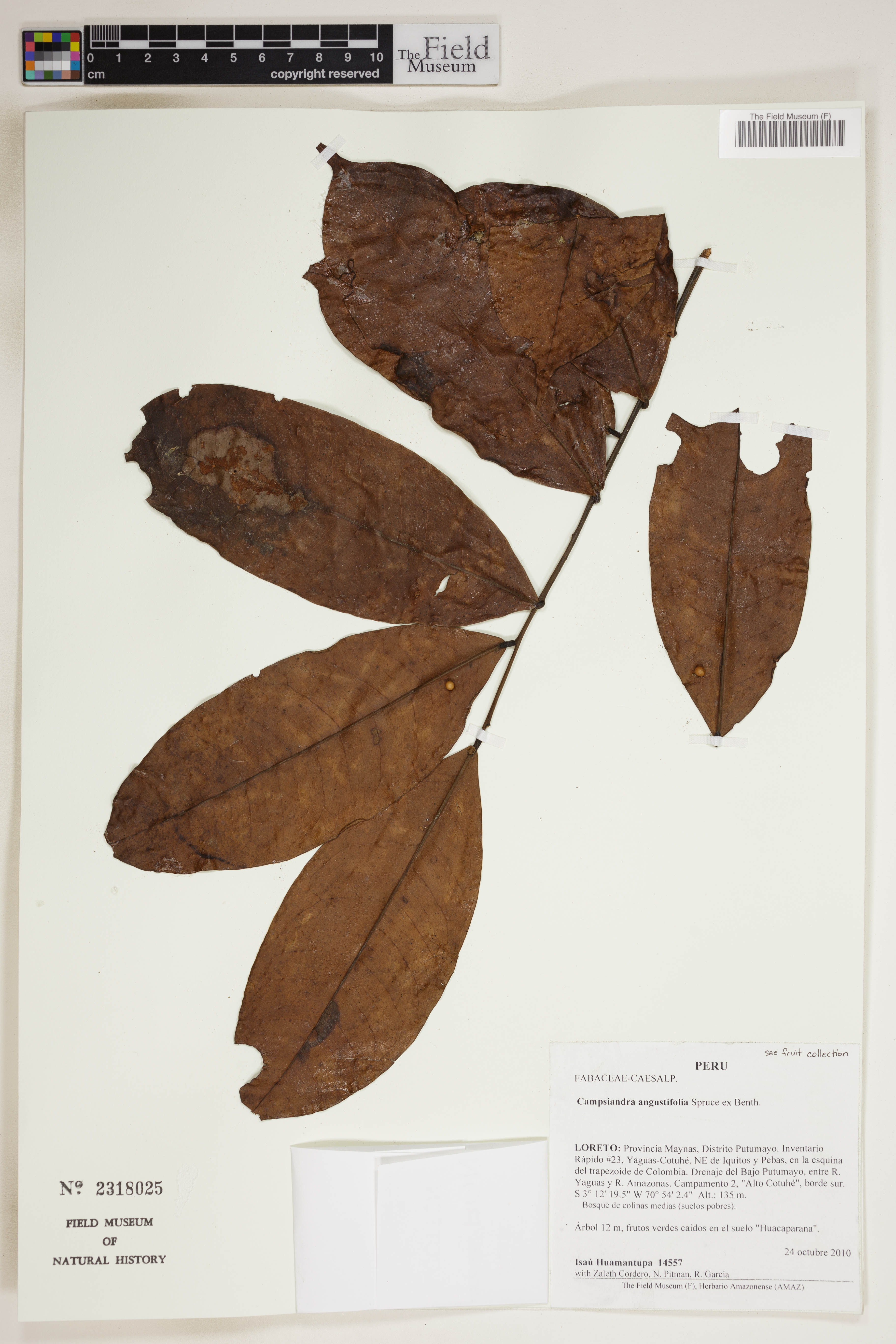 Campsiandra angustifolia (Narrow leaf campsiandra) — photo