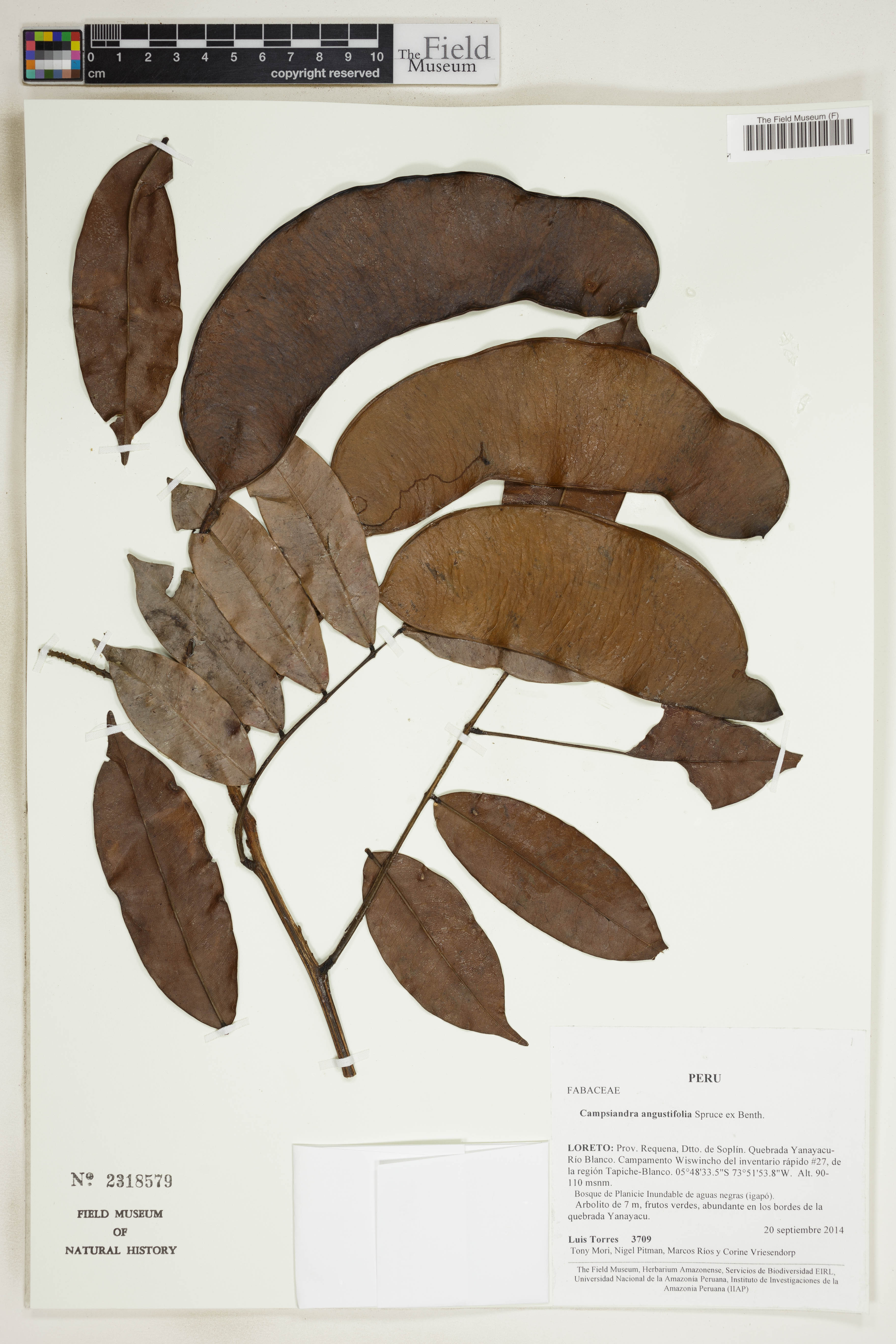 Campsiandra angustifolia