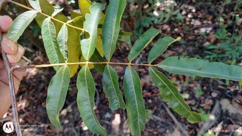 Campsiandra comosa var. laurifolia — photo