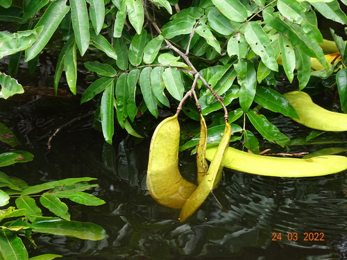 Campsiandra comosa var. laurifolia — photo