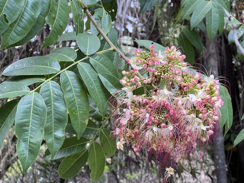 Campsiandra comosa var. laurifolia