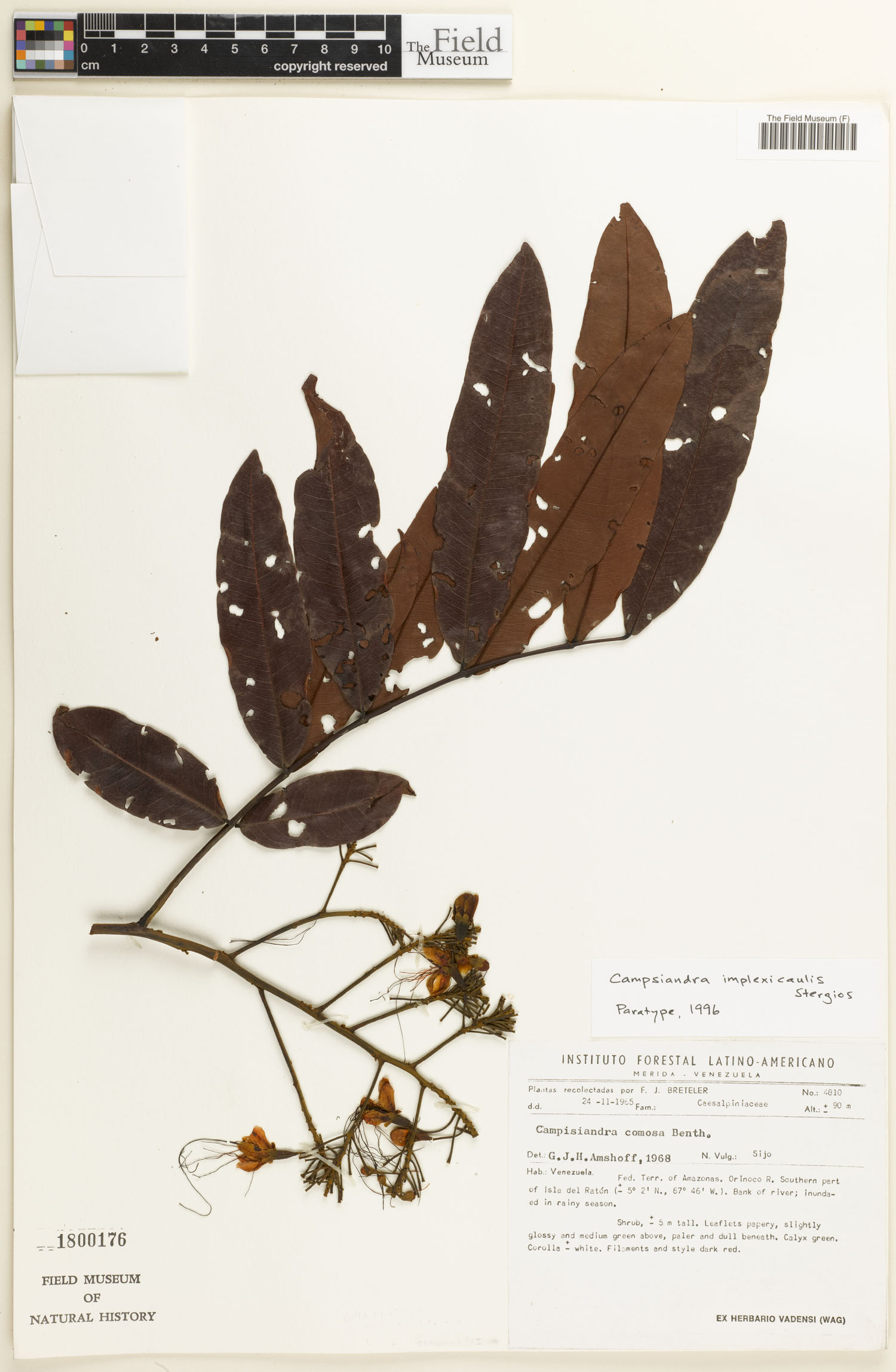 Campsiandra implexicaulis