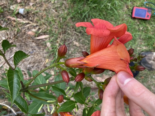 Campsis grandiflora (Chinese trumpet creeper) — photo