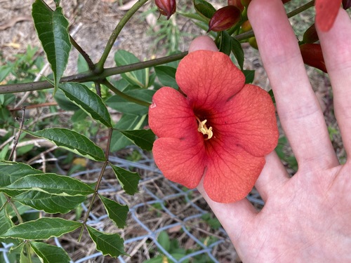 Campsis grandiflora (Chinese trumpet creeper) — photo