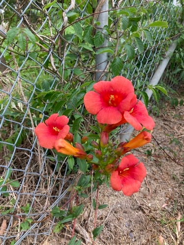 Campsis grandiflora