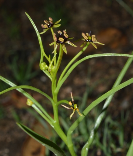 Camptorrhiza strumosa