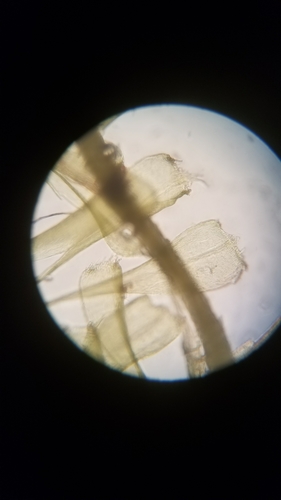 Campylium chrysophyllum (Bristle star moss) — photo
