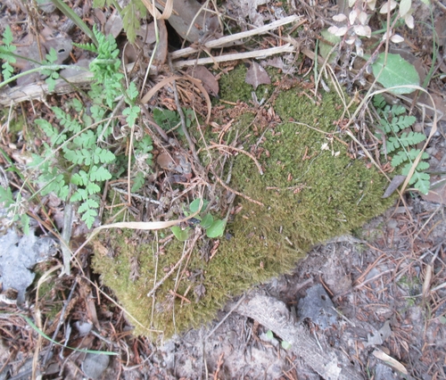Campylium chrysophyllum (Bristle star moss) — photo