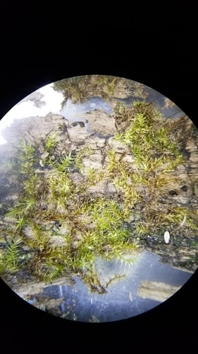 Amblystegiaceae