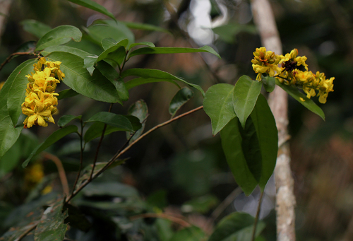 Campylospermum laxiflorum — photo