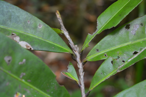 Campylospermum laxiflorum — photo