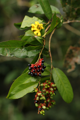 Campylospermum laxiflorum