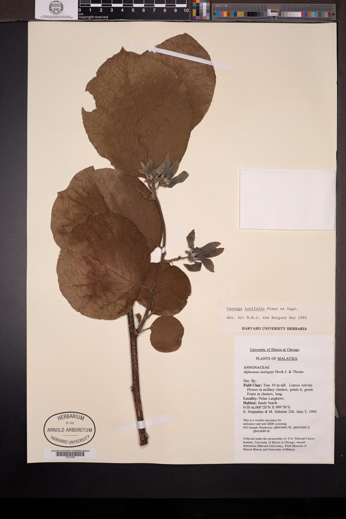 Cananga latifolia — photo