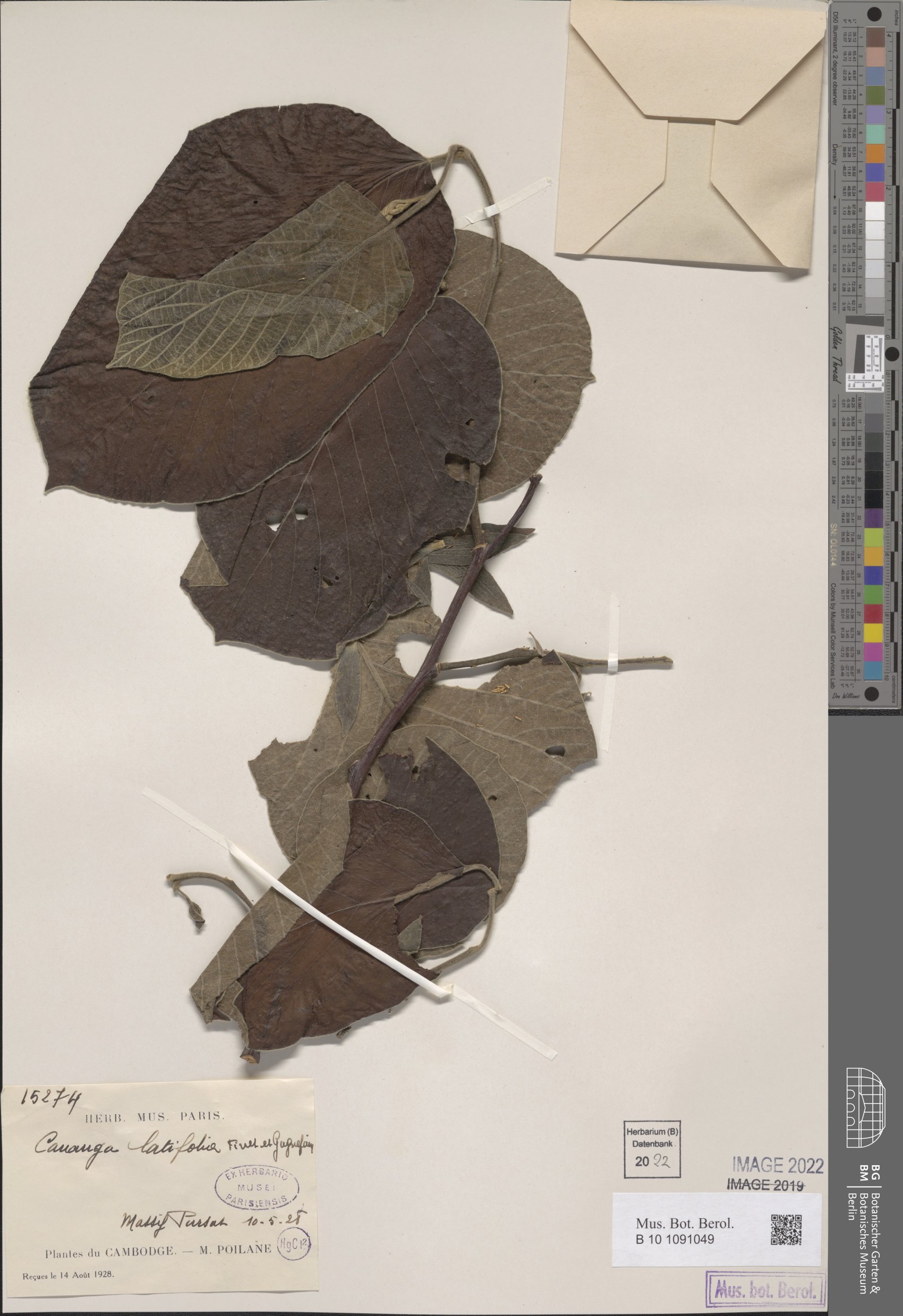 Cananga latifolia — photo