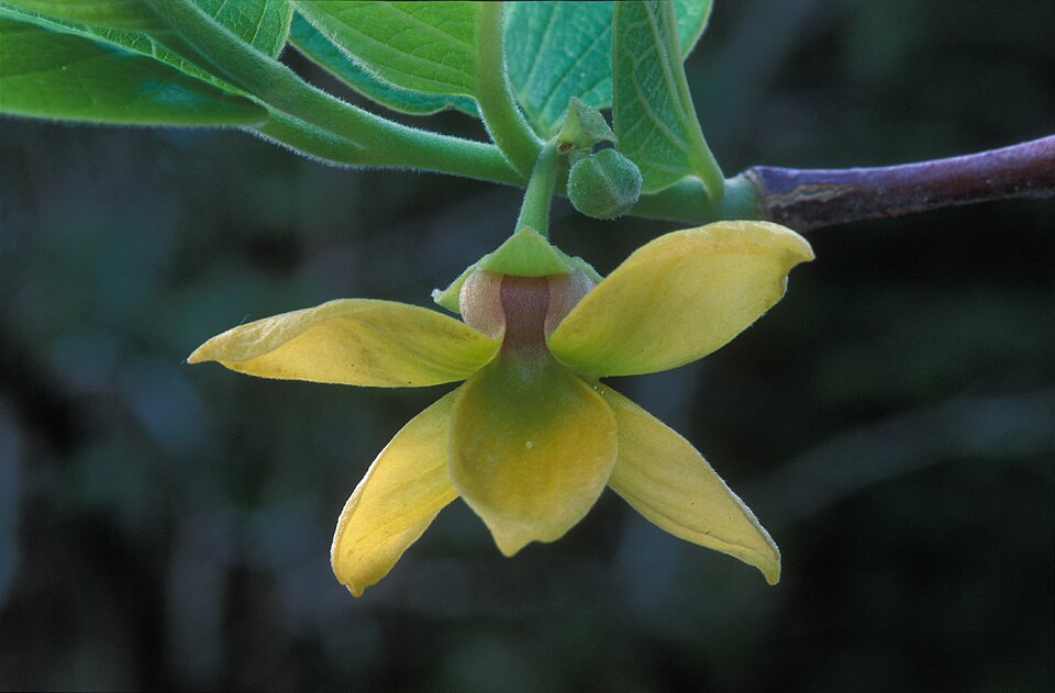Cananga latifolia
