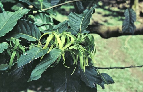 Cananga odorata (Ylang-Ylang) — photo