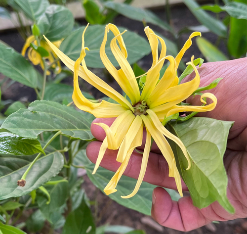 Cananga odorata (Ylang-Ylang) — photo