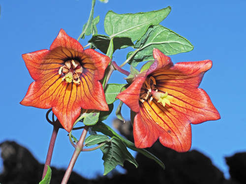Canarina canariensis (Bicacaro) — photo