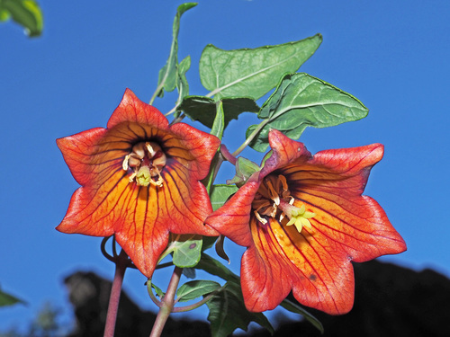 Canarina canariensis (Bicacaro) — photo