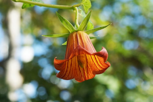 Canarina canariensis