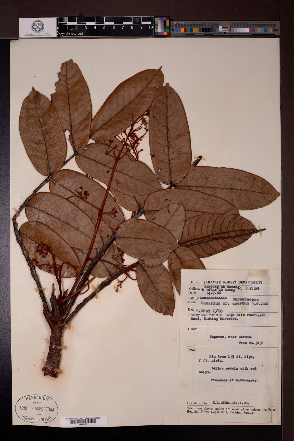 Canarium apertum — photo