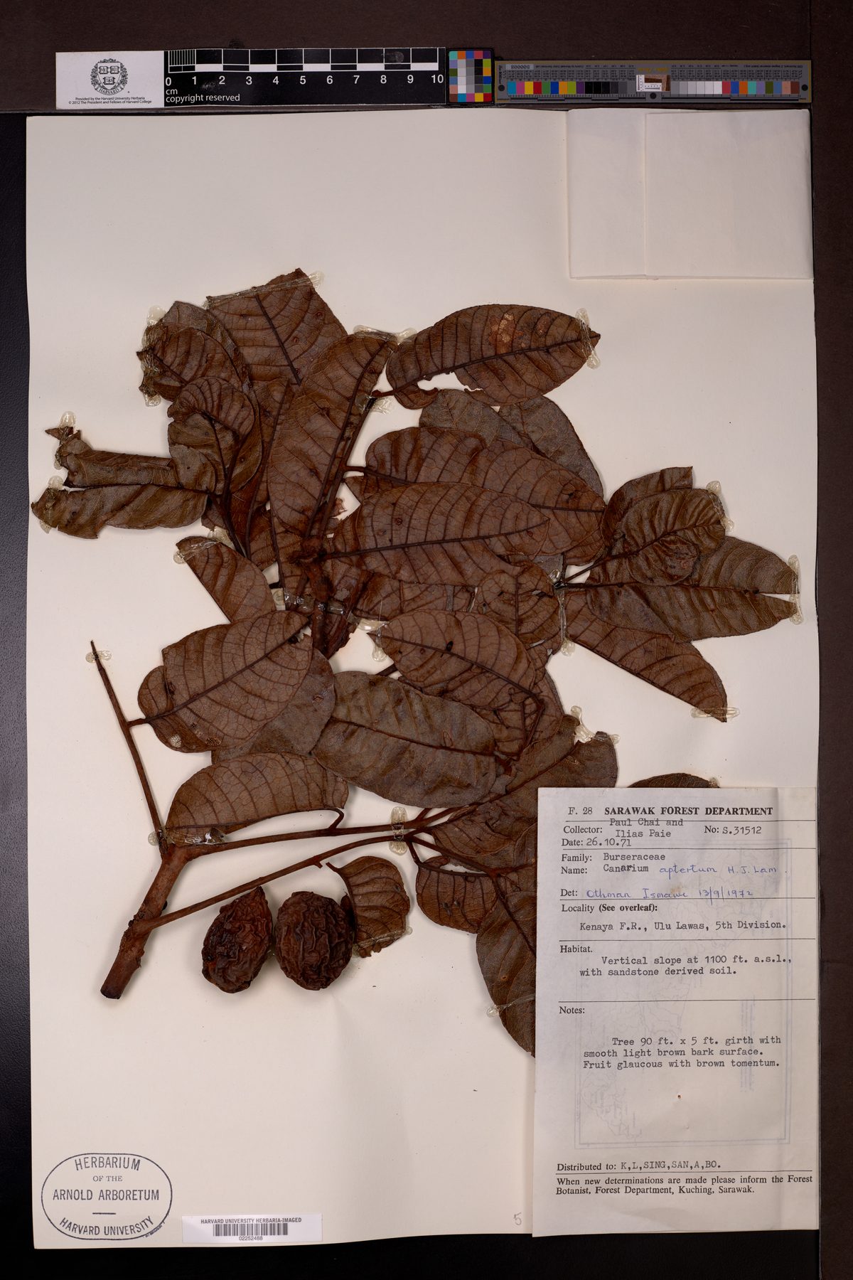Canarium apertum