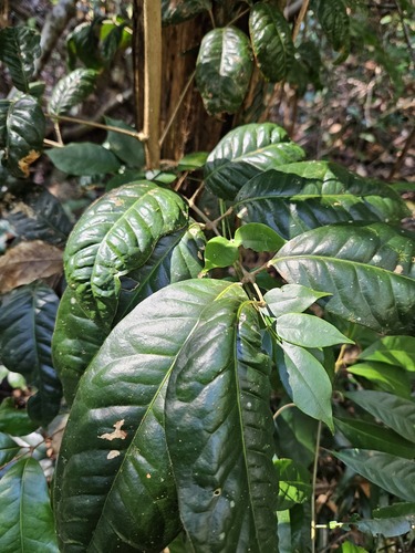 Canarium australasicum (Mango barked Carrot wood) — photo