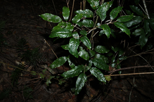 Canarium australasicum