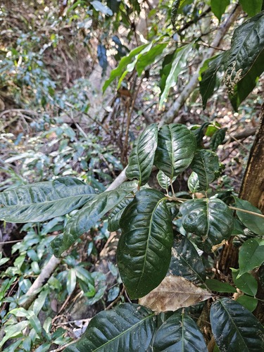 Canarium australasicum (Mango barked Carrot wood) — photo