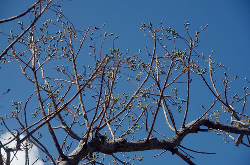 Canarium australianum (Island white beech) — photo