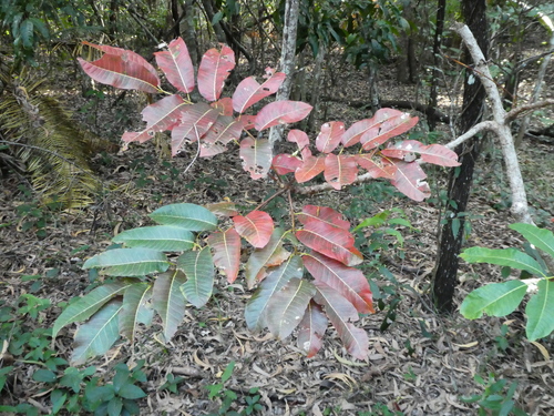 Canarium australianum var. glabrum
