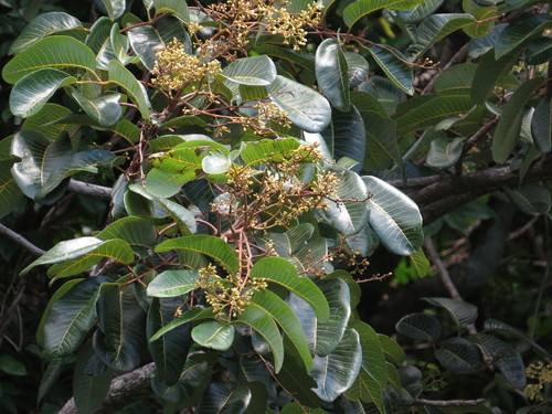 Canarium australianum var. glabrum (Melville Island White Beech) — photo