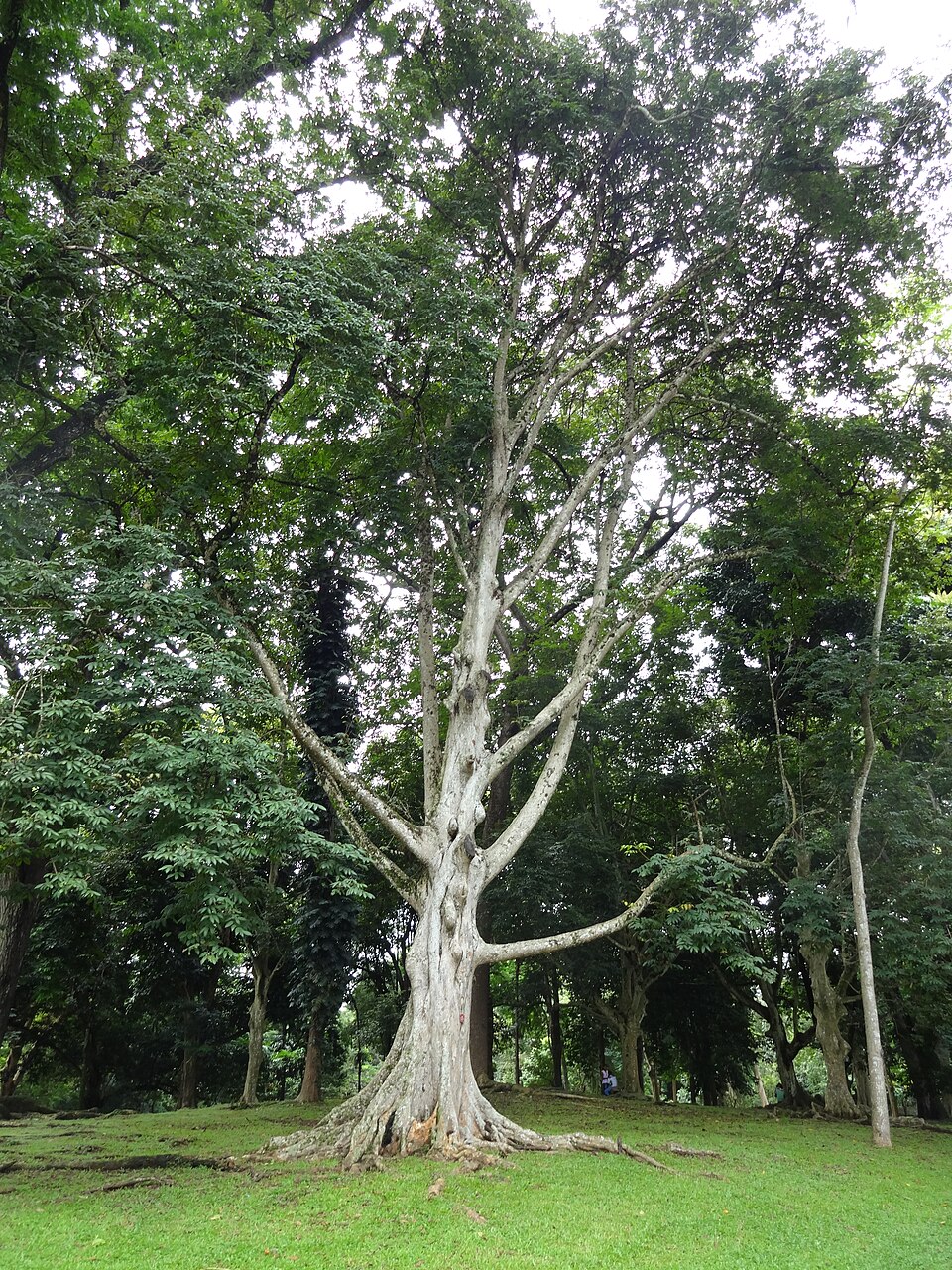 Canarium balsamiferum — photo