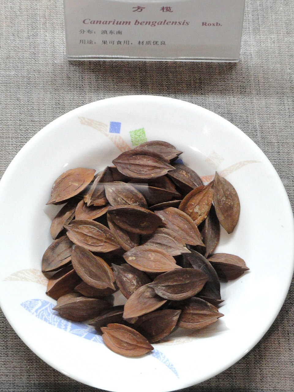 Canarium bengalense