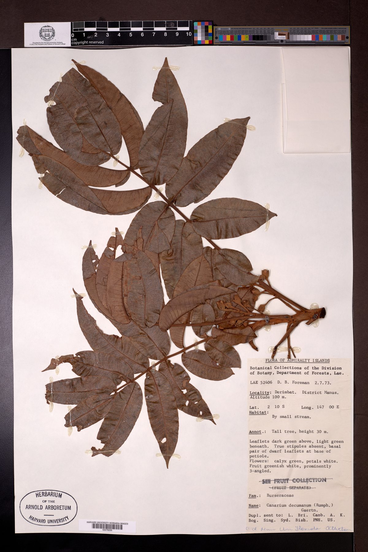 Canarium decumanum (Java almond tree) — photo