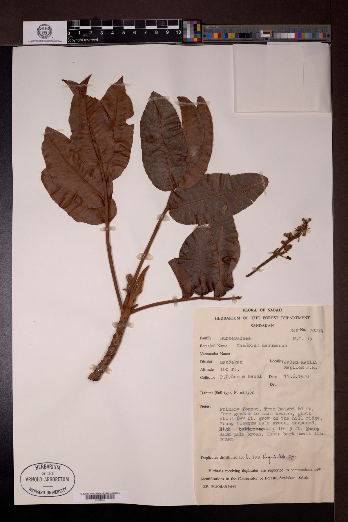 Canarium decumanum (Java almond tree) — photo