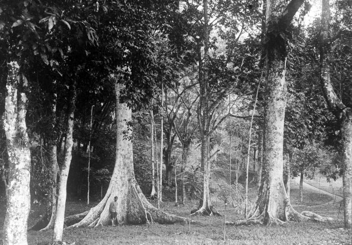 Canarium decumanum