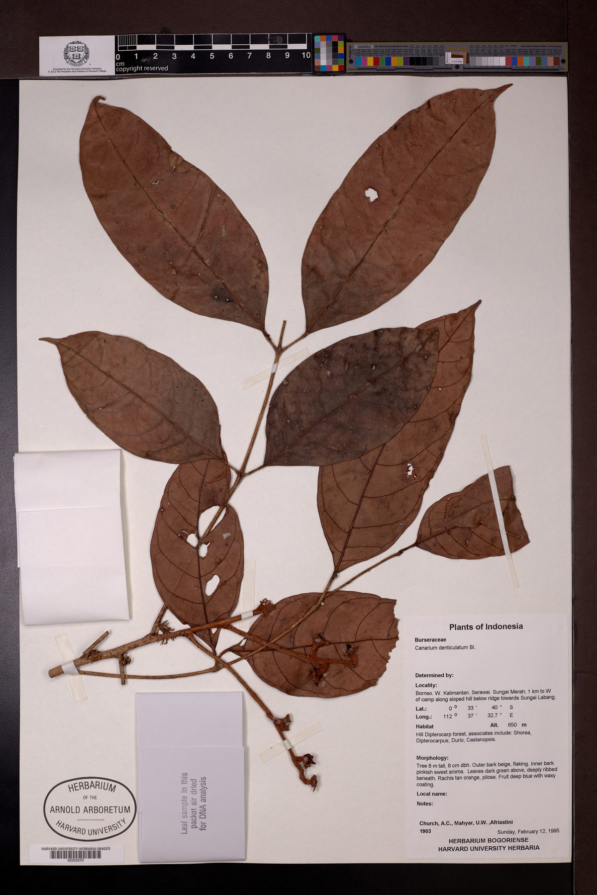 Canarium denticulatum — photo