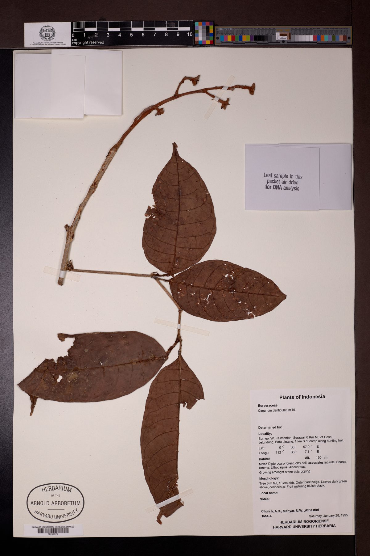 Canarium denticulatum