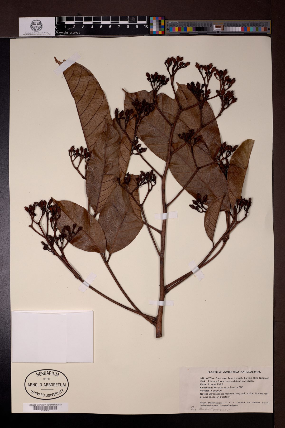 Canarium dichotomum — photo
