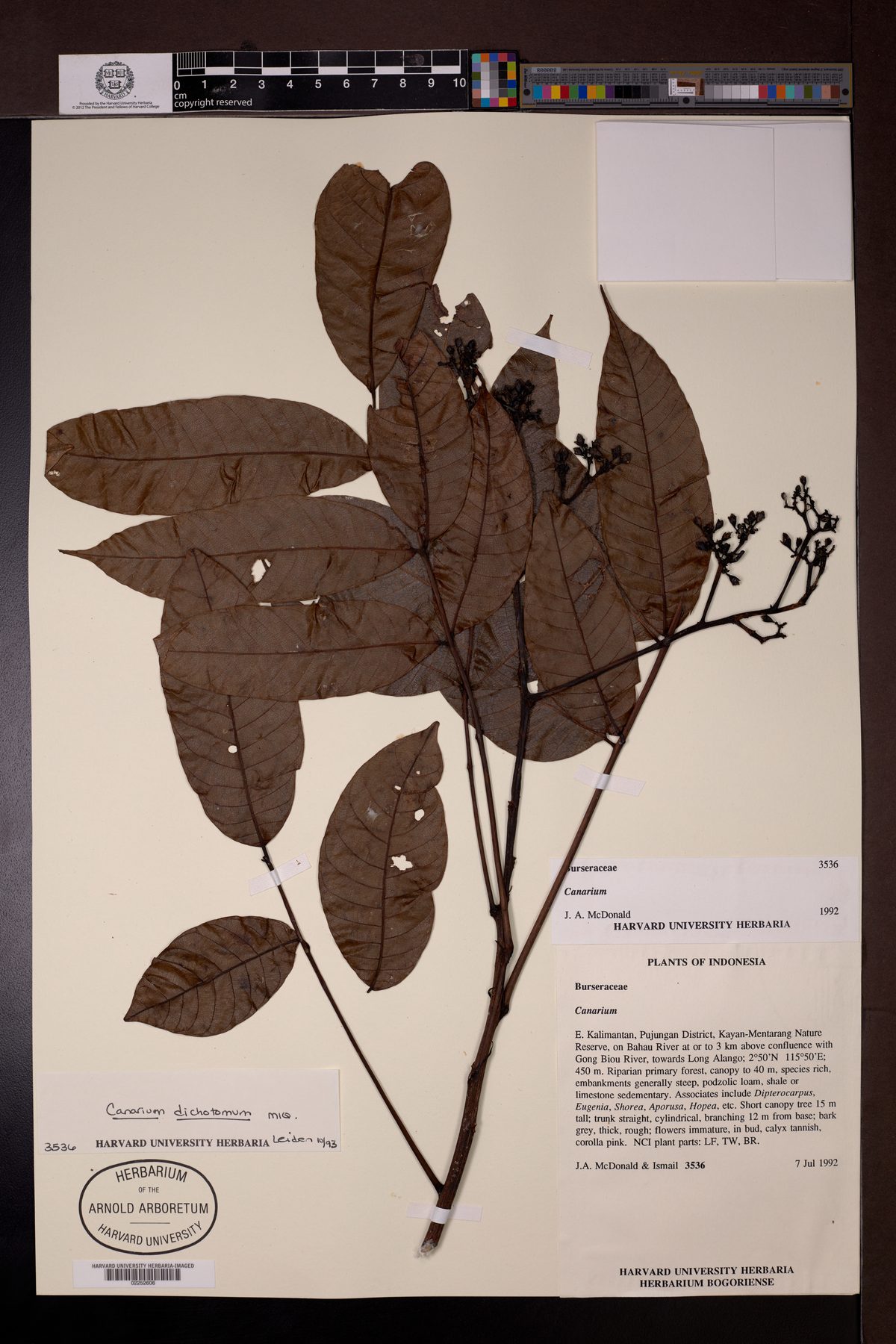 Canarium dichotomum — photo