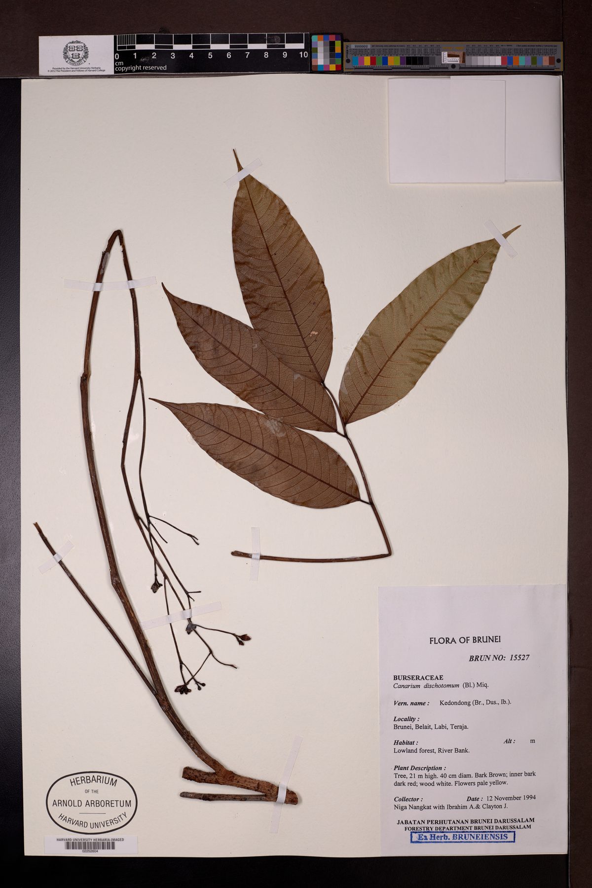 Canarium dichotomum