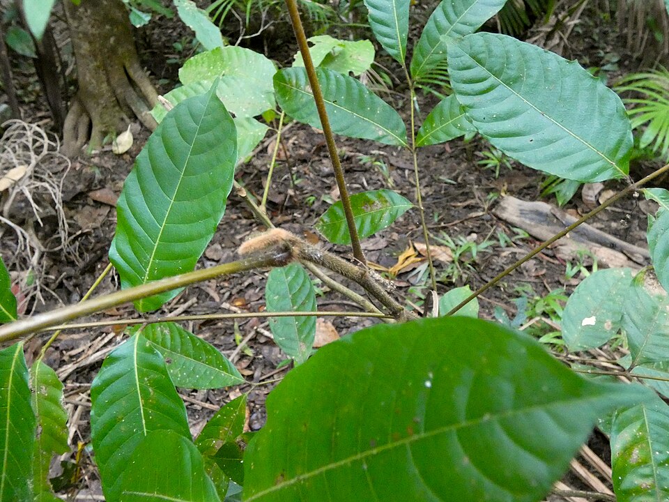 Canarium harveyi (Ngali) — photo