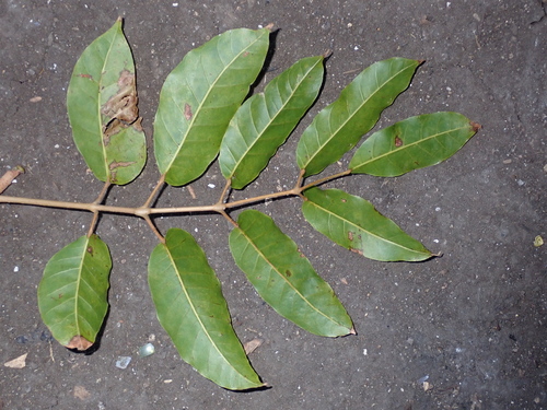Canarium harveyi var. sapidum