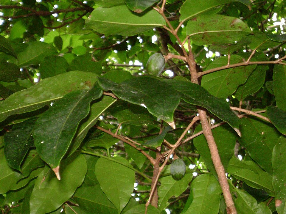 Canarium harveyi