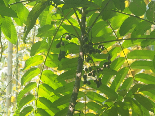 Canarium hirsutum fo. multipinatum (Dulit) — photo