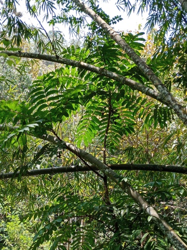 Canarium hirsutum