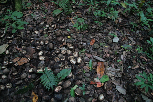 Canarium indicum (Galip nut) — photo